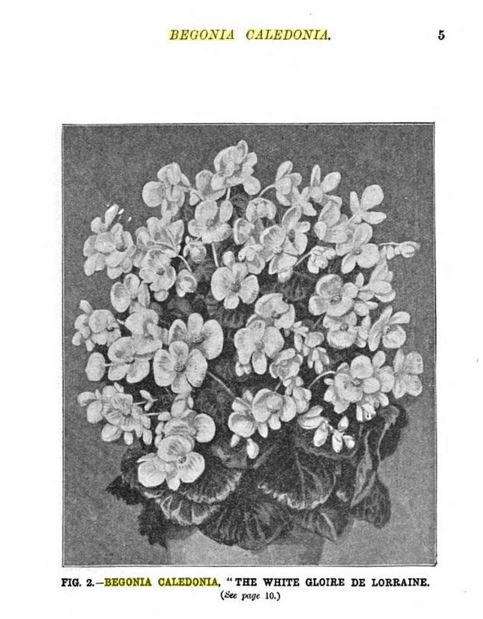 B. ‘Caledonia’